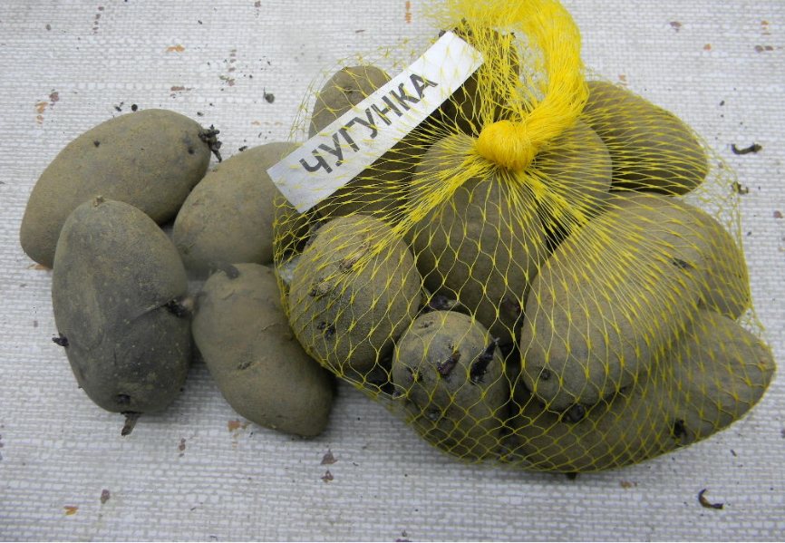ᐉ сорт картофеля «чугунка» – описание и фото