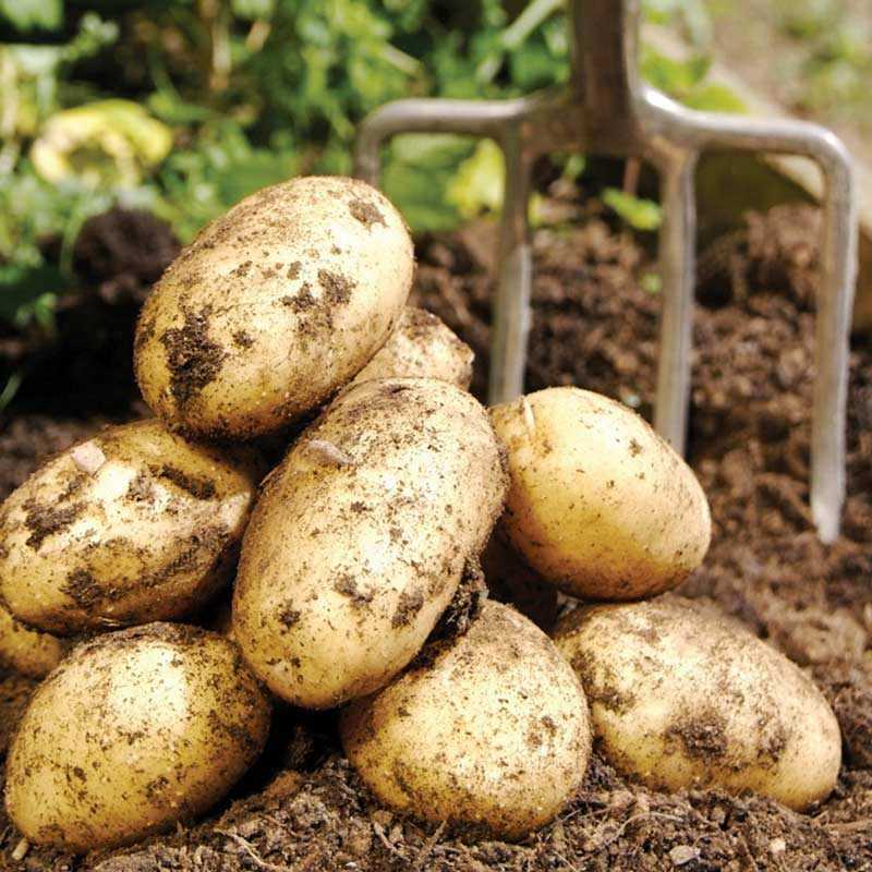 Картофель венета: описание, характеристики, особенности выращивания