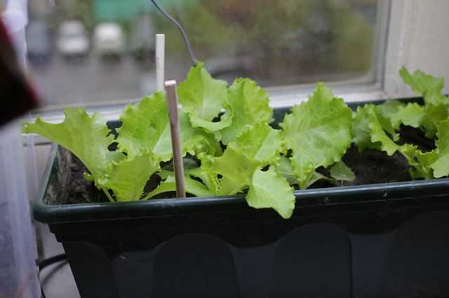 Выращивание салата на балконе. что надо знать