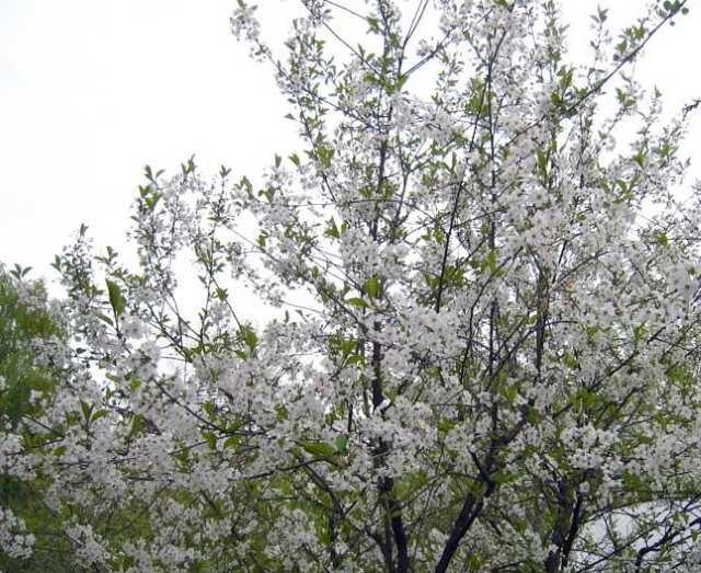 Сорт с высокой урожайностью и ранним сроком созревания — вишня малиновка