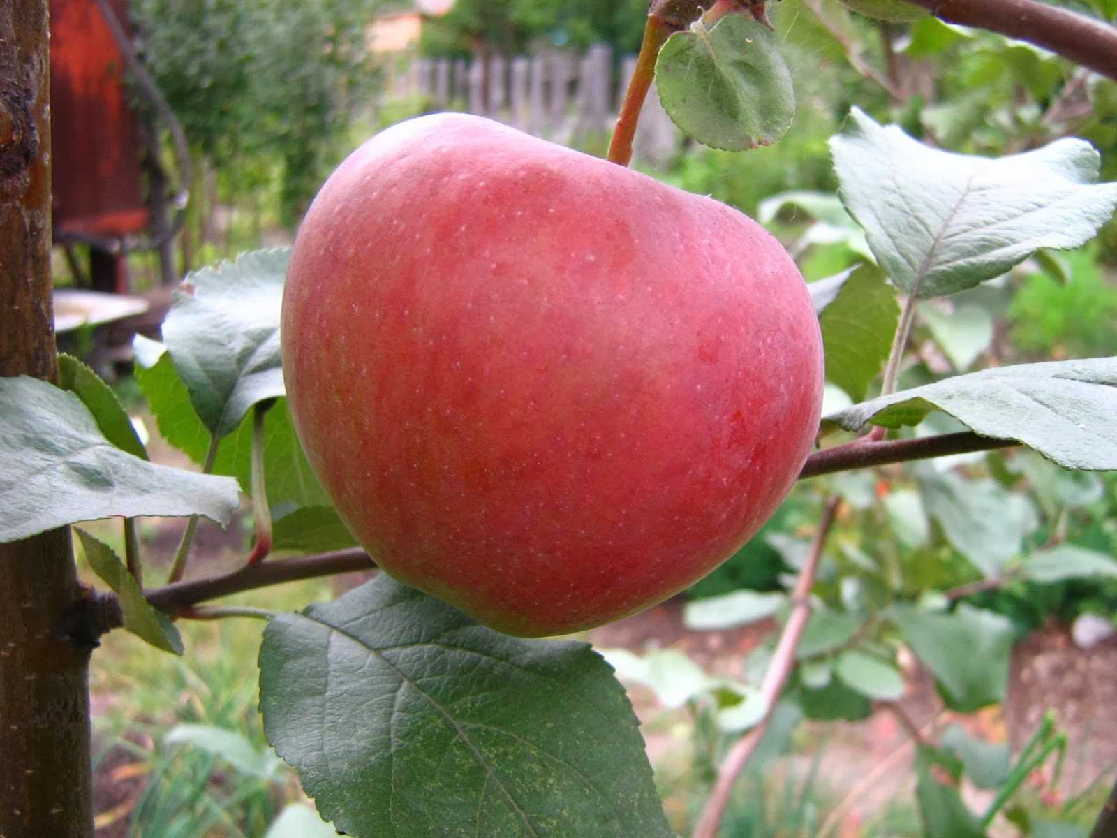 Яблоня орловское полосатое: фото и описание сорта, выращивание на даче