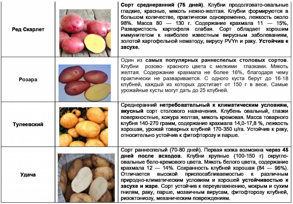 Характеристика, описание, урожайность, отзывы и фото сорта картофеля «эльмундо».