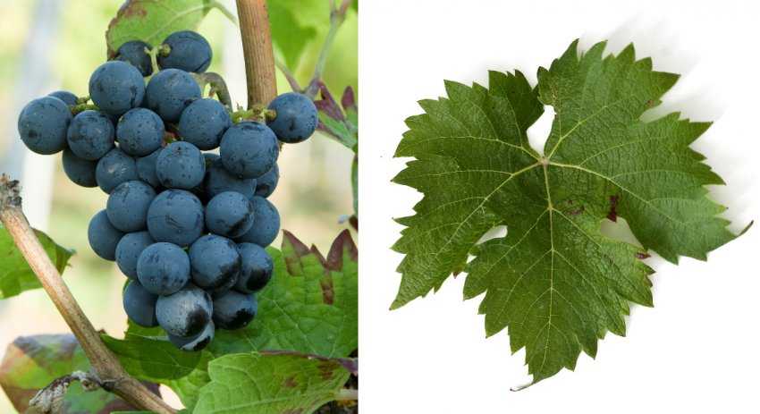 Виноград каберне совиньон — калорийность, польза и вред