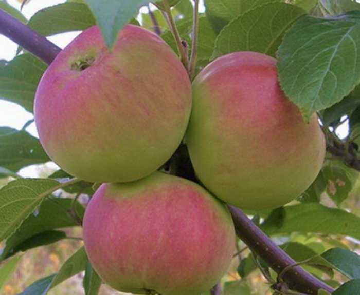 Карликовая яблоня чудное описание сорта