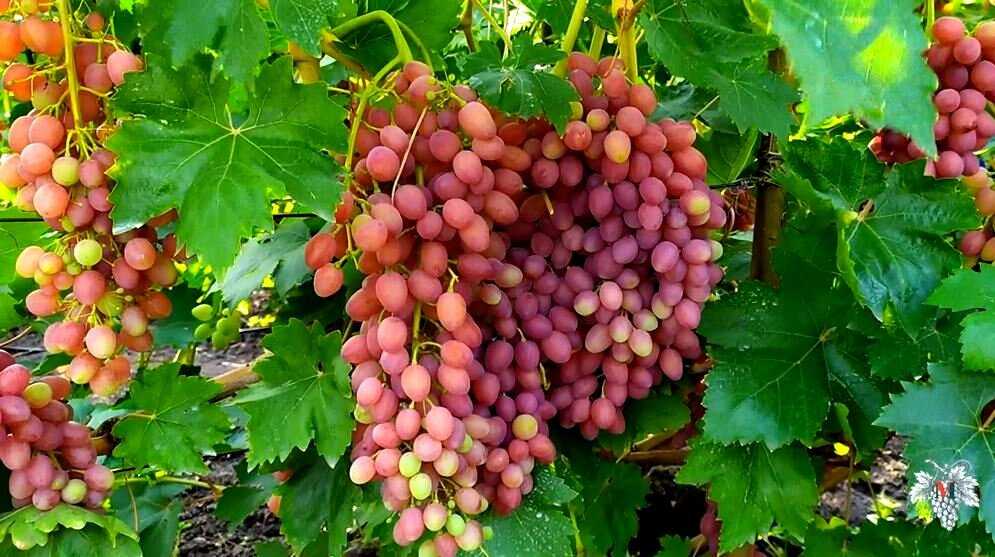 Виноград юпитер: описание и характеристики сорта, выращивание кишмиша