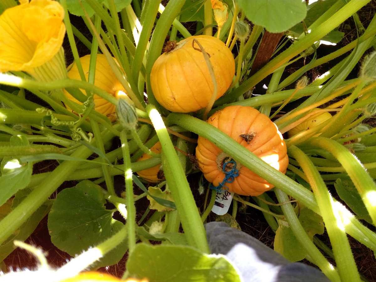 Кустовая тыква: лучшие сорта, фото, описание, выращивание и уход в открытом грунте