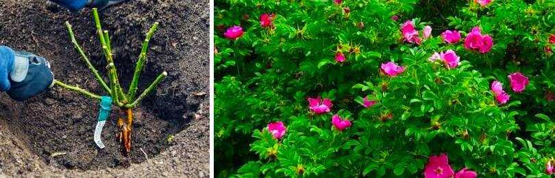 Как размножить пуансеттию: способы разведения цветка в домашних условиях, и как правильно укоренить, какие сложности могут возникнуть при черенковании?