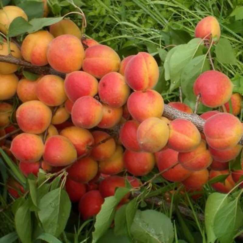 Болезни абрикосовых деревьев и их лечение – как сохранить сад здоровым