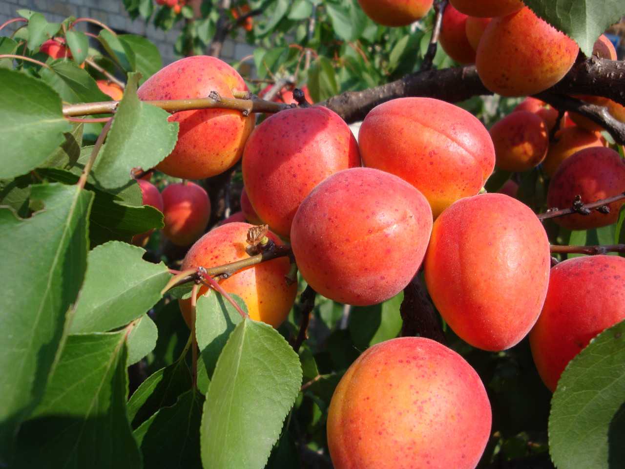 Сорт абрикоса краснощёкий: описание с фото, посадка и уход, отзывы