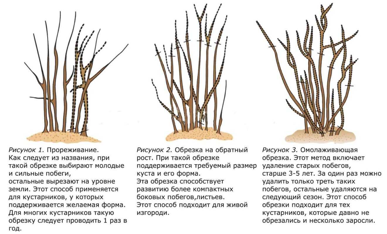 Обрезка и формирование жасмина после цветения: как ухаживать после обрезки, когда лучше обрезать весной, летом или осенью, нужно ли на зиму