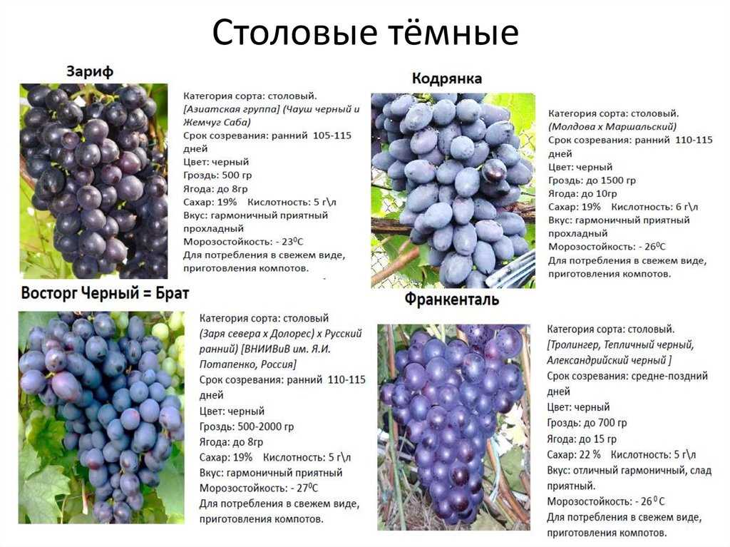 Виноград сорта кодрянка: описание, фото и отзывы
