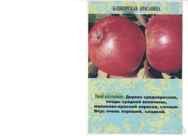 Яблоня "башкирский красавица": описание сорта, фото, отзывы