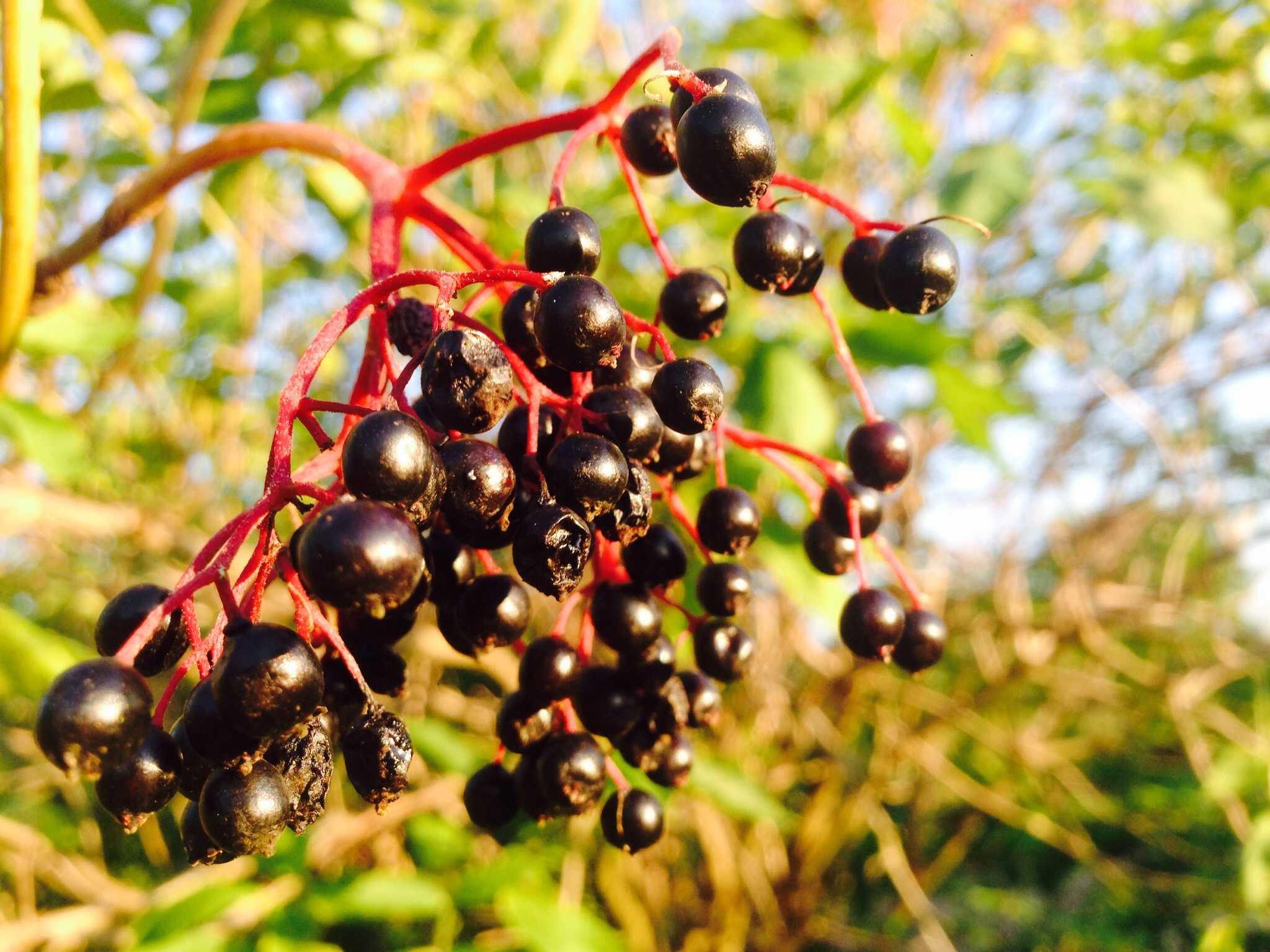 Бузина черная ауреа — выращивание, уход и применение плодов
