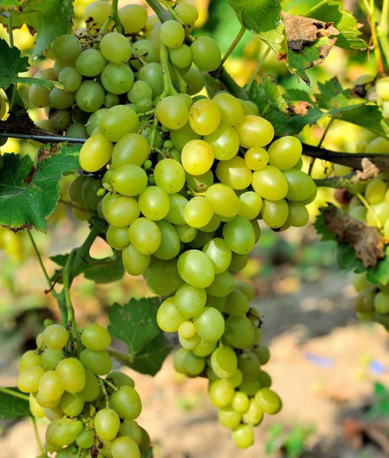 Виноград ася - правила ухода, как вырастить виноград сорта ася