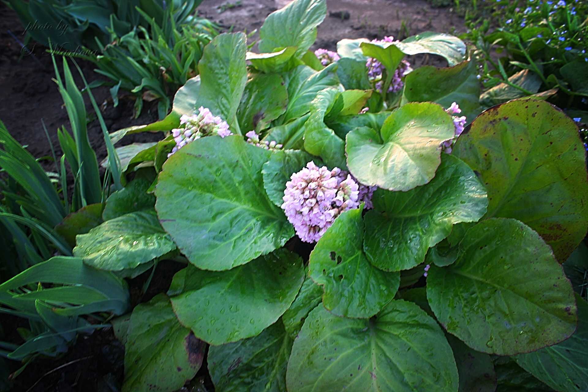Бадан сердцелистный для открытого грунта: посадка и уход, сорта (winterglut, rotblum, lilac rose), фото