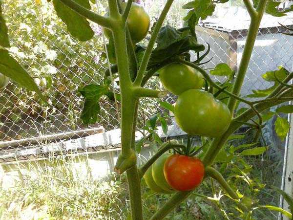 Томат "кумир": описание сорта, особенности выращивания помидоров, борьба с вредителями русский фермер