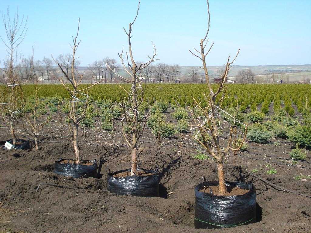 Как посадить яблоню на урале весной и осенью: от выбора сорта до правил по уходу