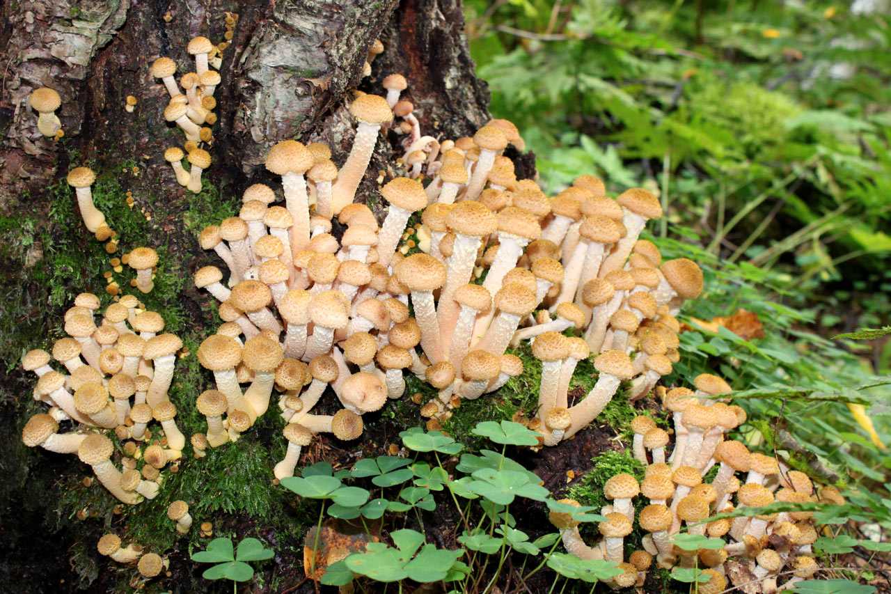 Опята грибы фото съедобные и ложные