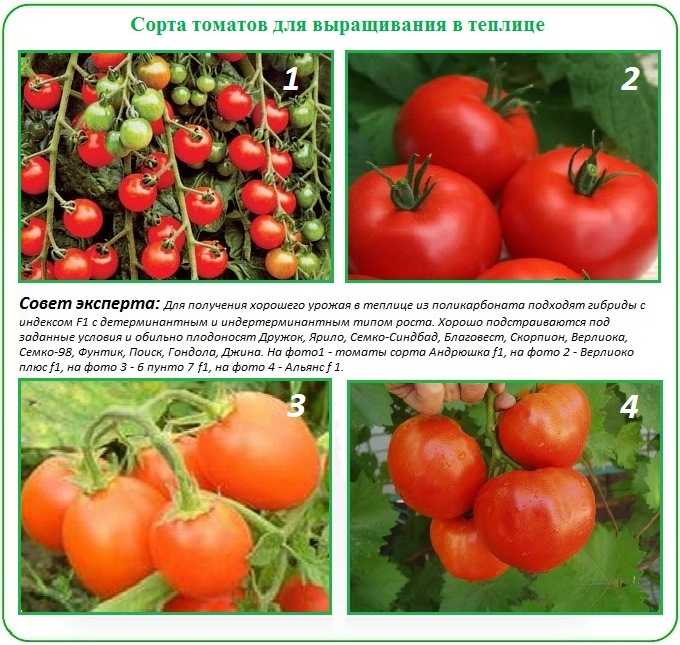Описание морозостойкого томата таймыр, выращивание сорта и уход