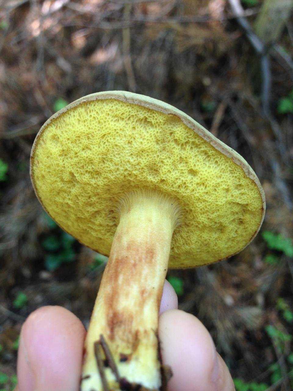 Съедобные грибы моховики: где растут, полезные свойства