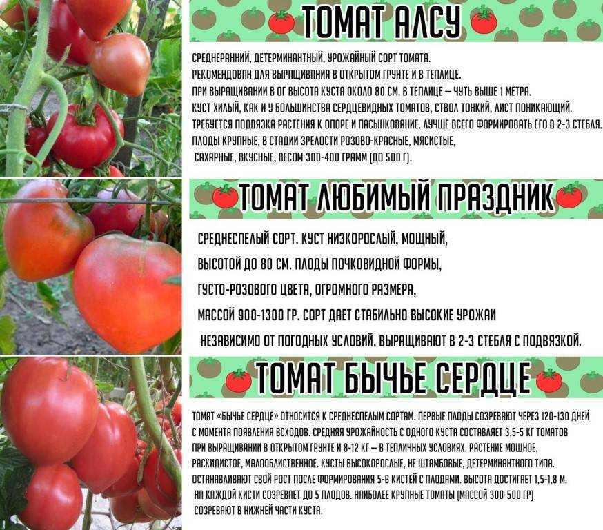 Самые лучшие сорта томатов: высокоурожайные, вкусные, крупные, сладкие и многие другие