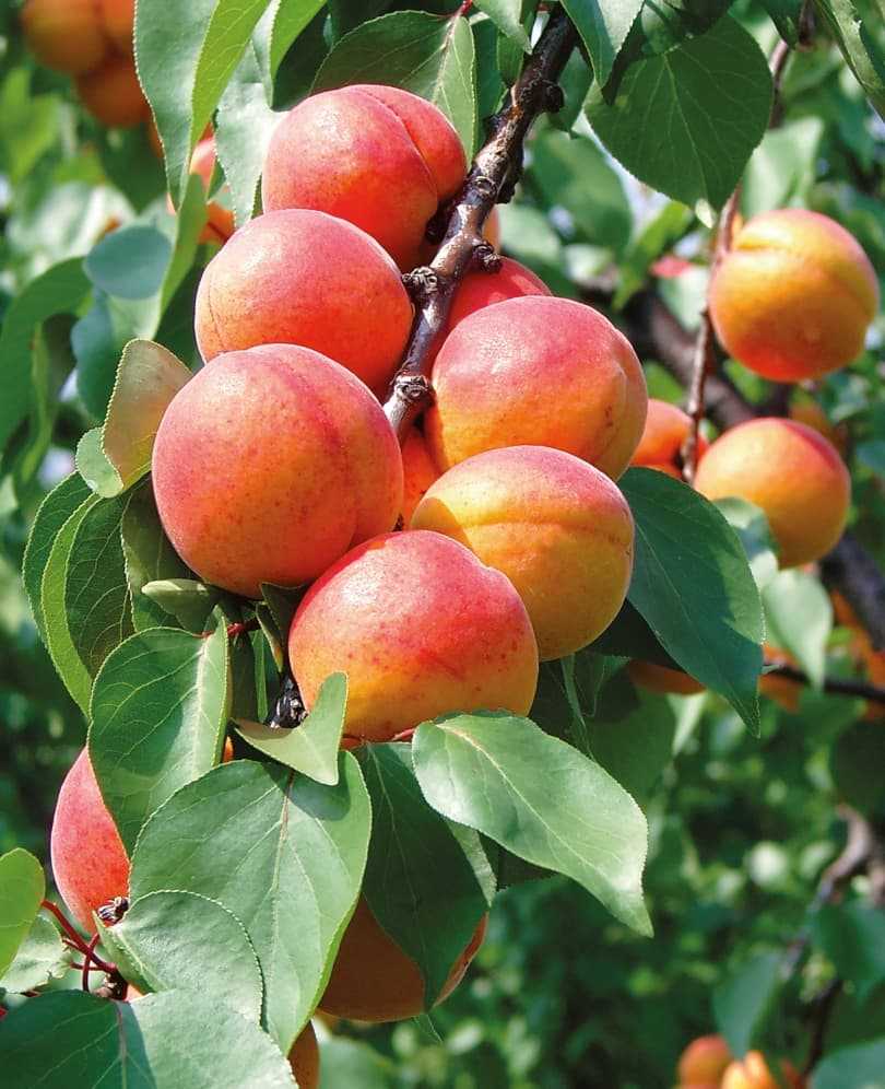Описание сорта абрикоса краснощекий и болезни, посадка и уход, зимостойкость