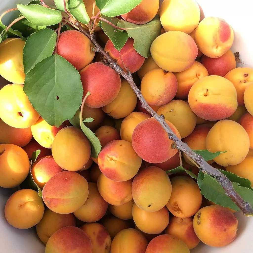Сорта абрикоса для урала и сибири с фото