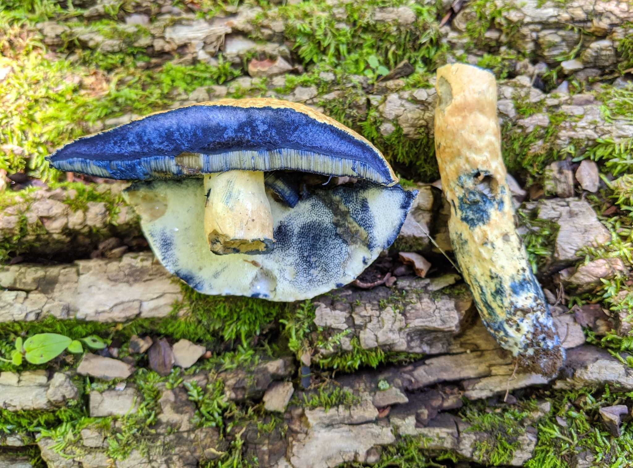Можно ли есть грибы, похожие на белые, но синеющие на срезе