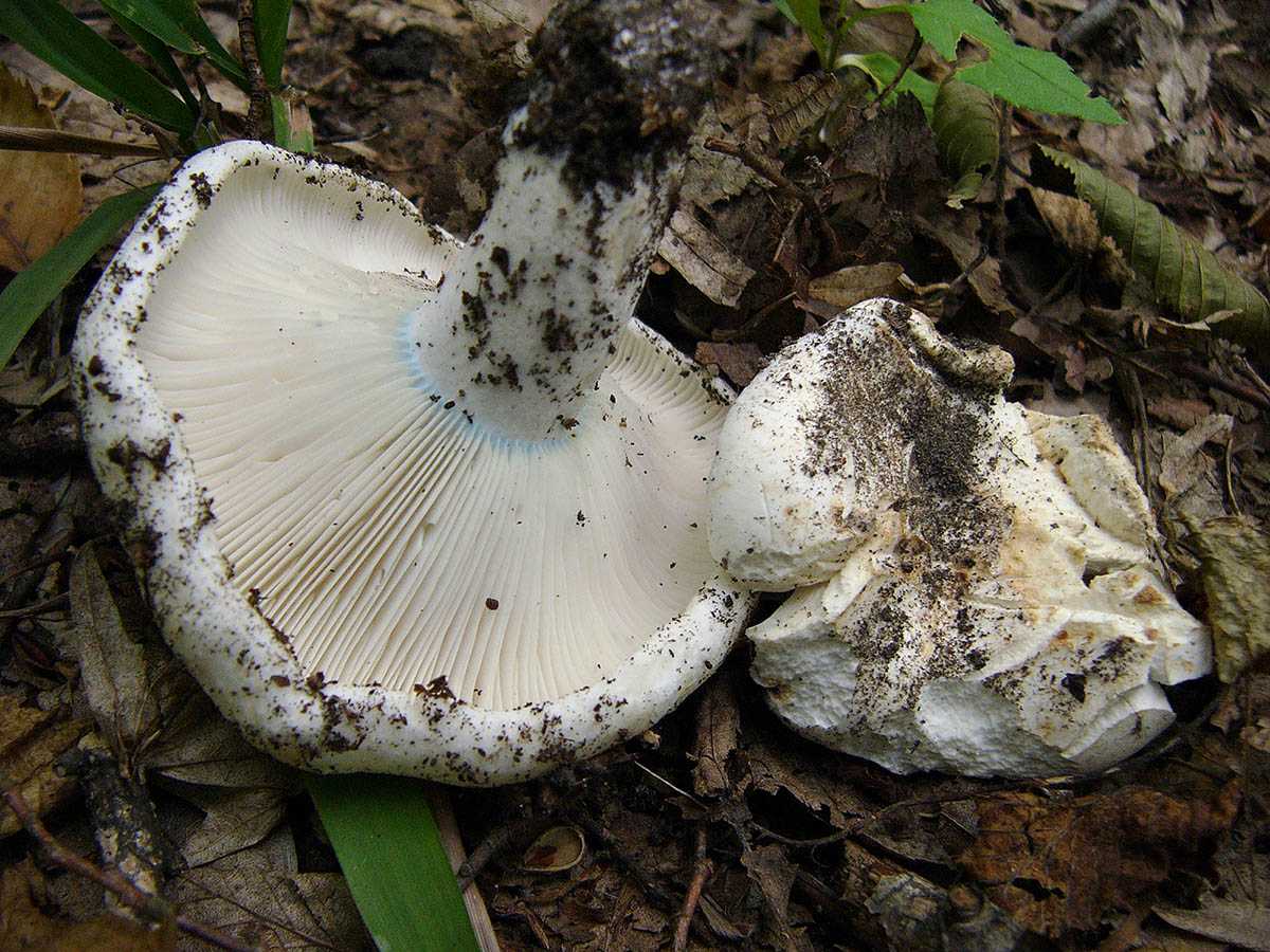 Рядовка белая – описание гриба, фото и съедобность