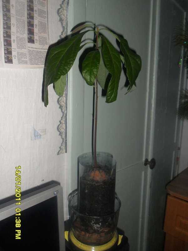 Почему у авокадо сохнут листья по краям. заболевания авокадо: почему у растения сохнут кончики листьев, почему опадают? как температуры воздействуют на растение