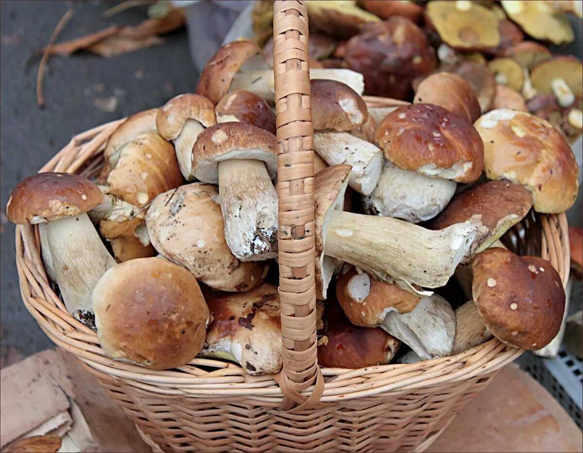 Сколько держат грибы. Белый гриб. Белый гриб съедобный. Опята в Ленинградской области. Грибы в Узбекистане.