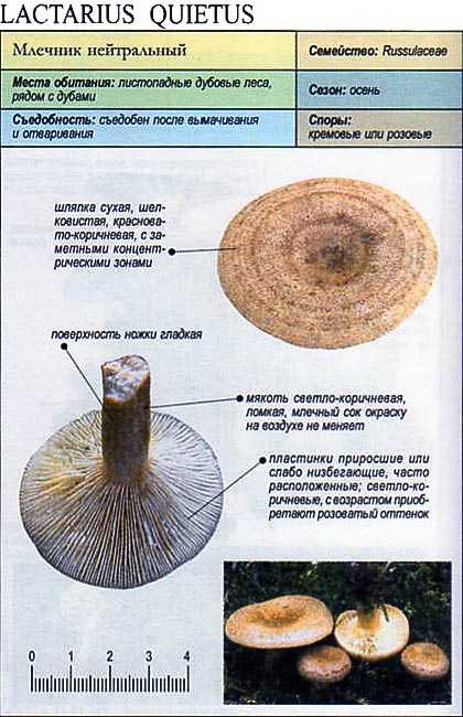 Грибы млечники (lactarius): где растут, виды, фото, калорийность
