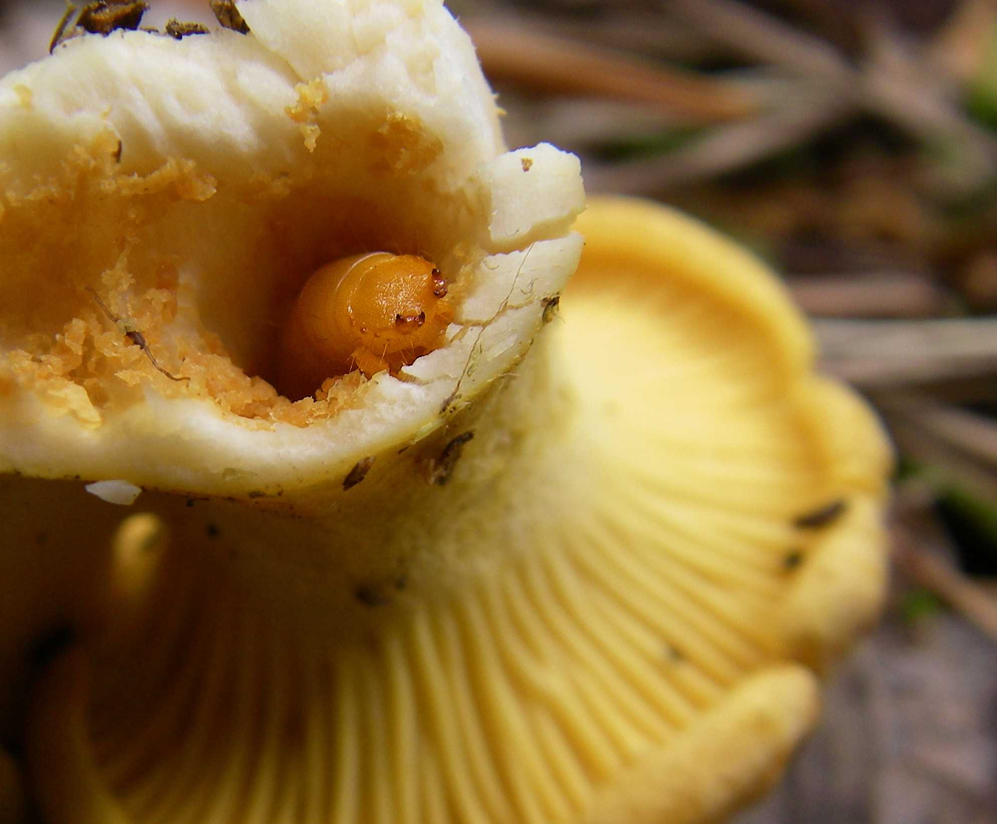 Едят ли черви ядовитые грибы. вредны ли грибные черви для человека? откуда и почему появляются черви в грибах