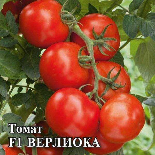Верлиока – универсальный сорт помидоров для теплиц