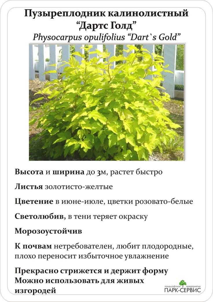Как и когда правильно посадить пузыреплодник калинолистный весной в открытый грунт