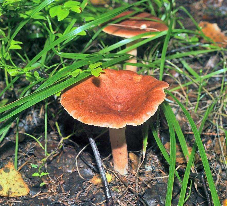 Говорушка - 79 фото отличительных особенностей грибов этого рода