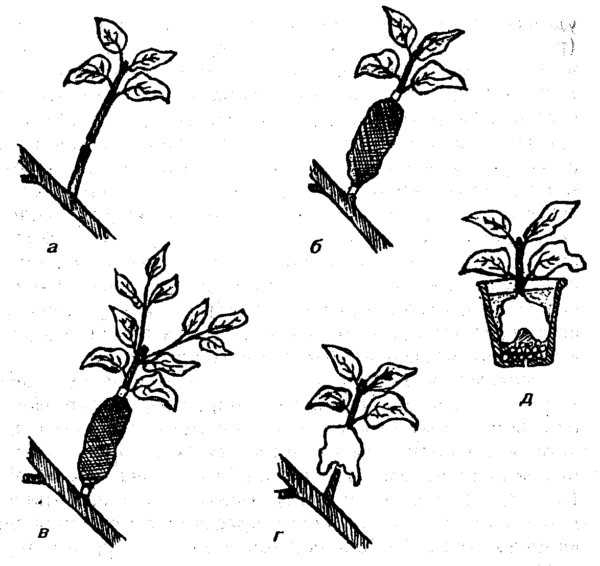 Мандариновое дерево дома: особенности пересадки, уход и полезные рекомендации