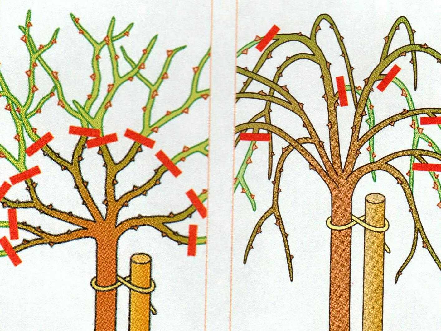 Как правильно обрезать стволы. Формировка плетистой розы. Обрезка вишни штамбовой. Подрезка штамбовой розы.