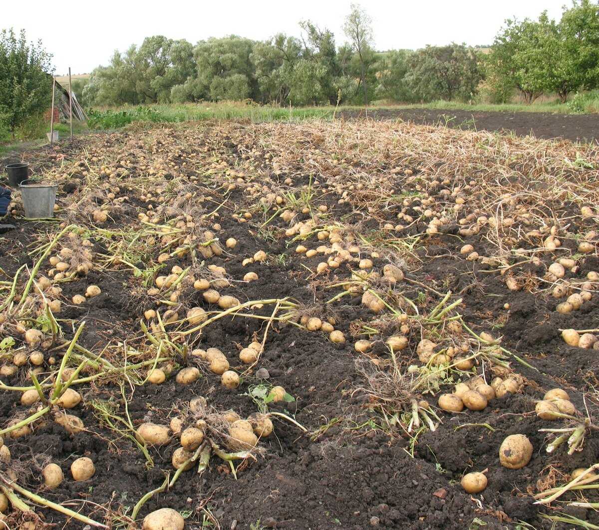 Сорт картофеля весна: описание и основные характеристики, отзывы, фото урожая, особенности выращивания, посадка и уход, урожайность