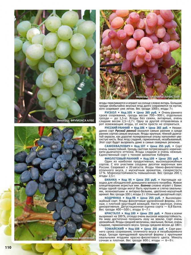 Мускатные сорта винограда: отличительные характеристики, для чего применяют Лучшие поздние и ранние разновидности, описание и особенности, урожайность
