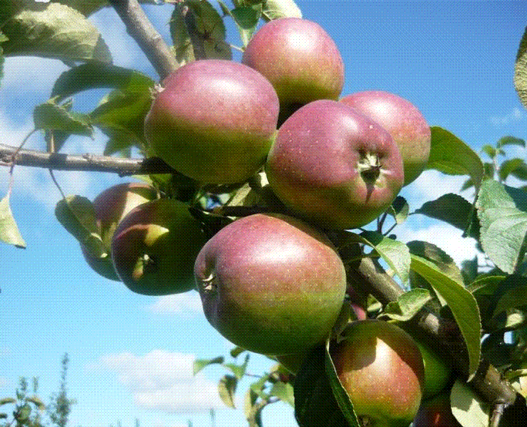 Белорусские яблони купить. Яблоня колоновидная Имант. Сорт яблок Имант. Сорт яблони Имант. Яблоня Имант дерево.