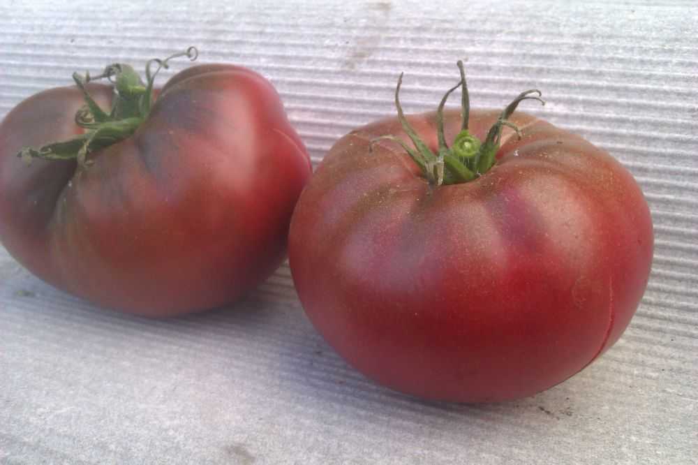 Томат «негритенок»: характеристика и описание сорта, отзывы садоводов – все о томатах. выращивание томатов. сорта и рассада.