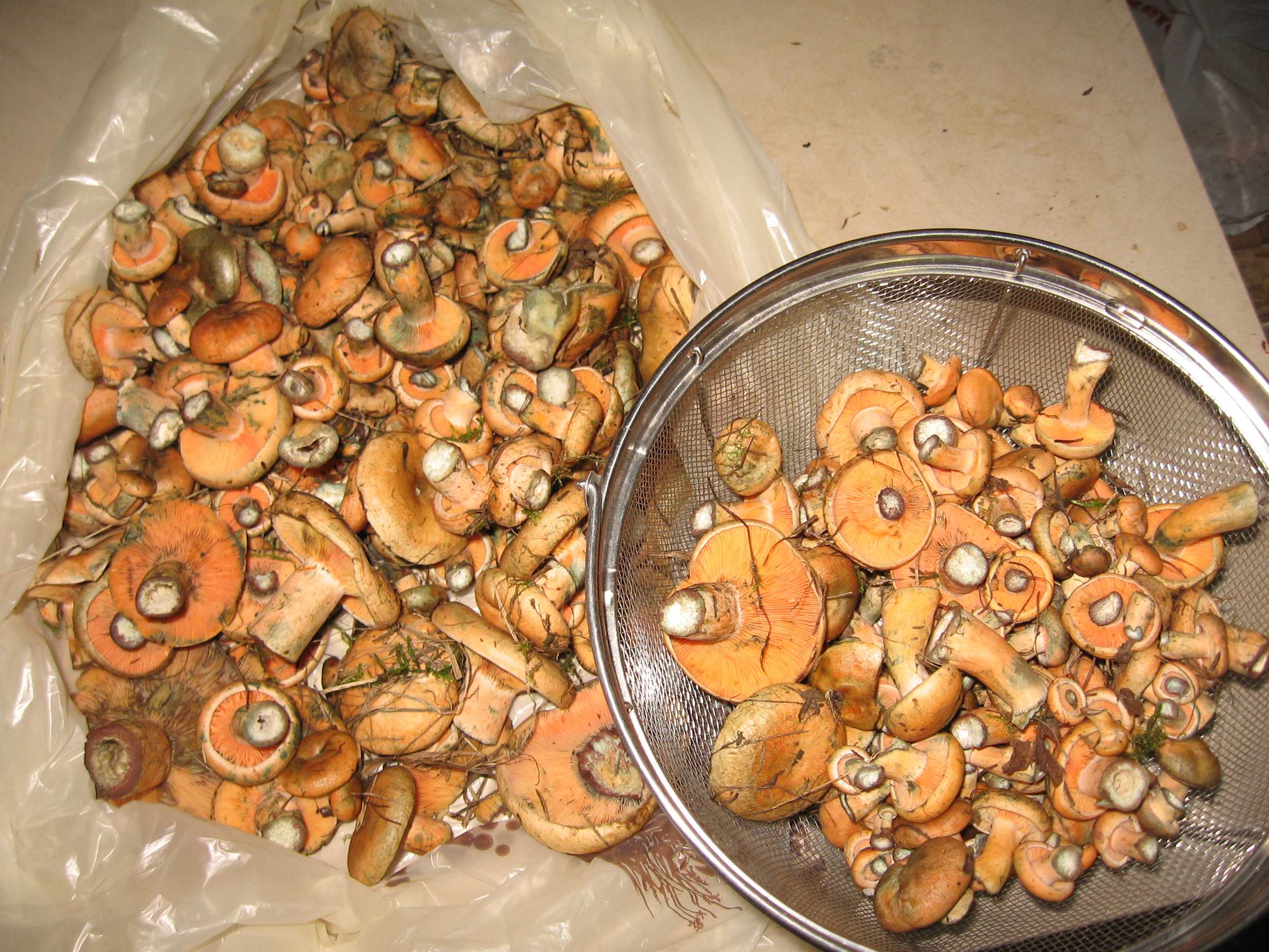 Приготовление грибов рыжиков в домашних условиях. как правильно засолить рыжики: горячая и холодная засолка