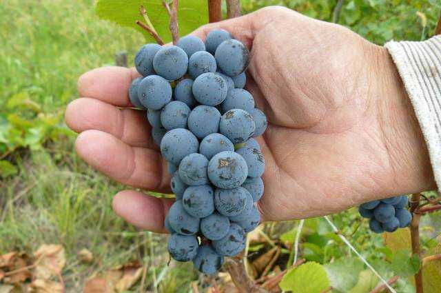 Амурский виноград – описание сорта, посадка и уход и лечебные свойства