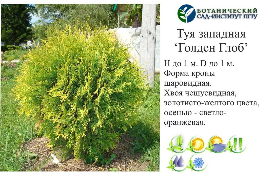 Кипарисовик растение. описание и особенности, виды и сорта, выращивание и уход за кипарисовиком