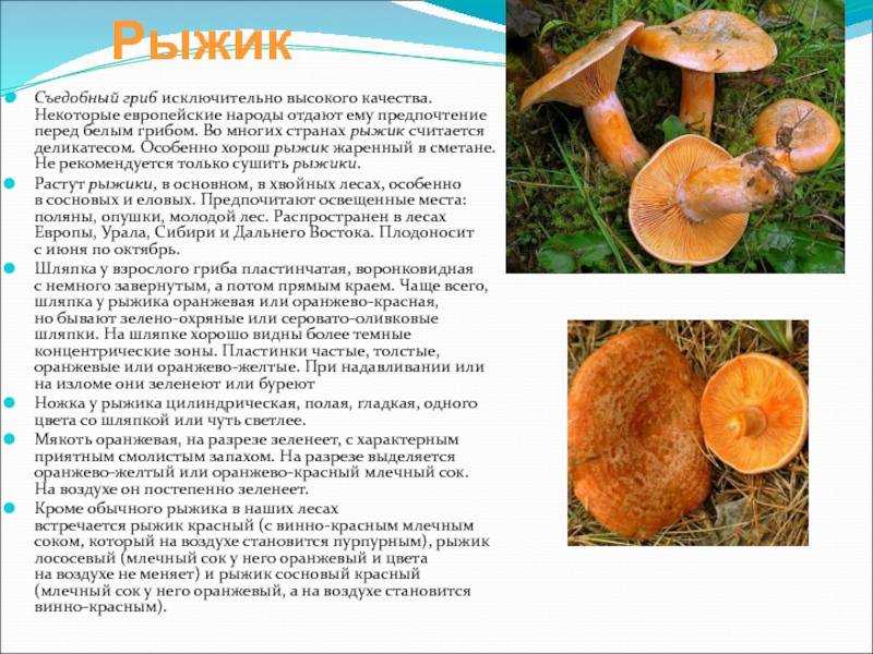 Грибы рыжики: +23 фото и описание, как выглядят и где растут?