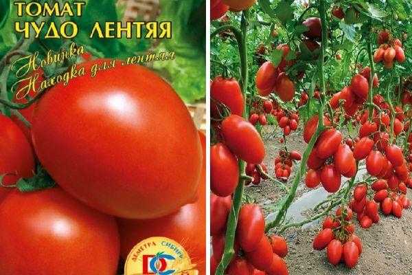 Томат чудо лентяя: отзывы тех кто сажал помидоры об их урожайности, характеристика и описание сорта, фото куста
