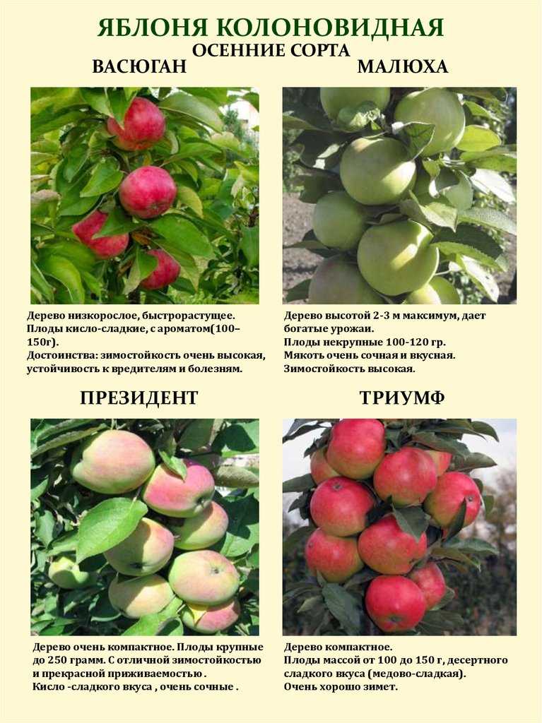 10 сортов колоновидных яблонь, которые я рекомендую для средней полосы. названия, описание, уход, фото. — ботаничка