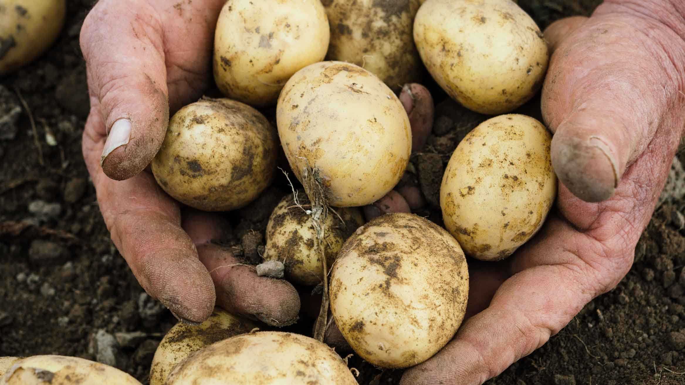 Аврора – урожайный картофель. описание клубней, правила высадки и ухода, плюсы и отрицательные стороны
