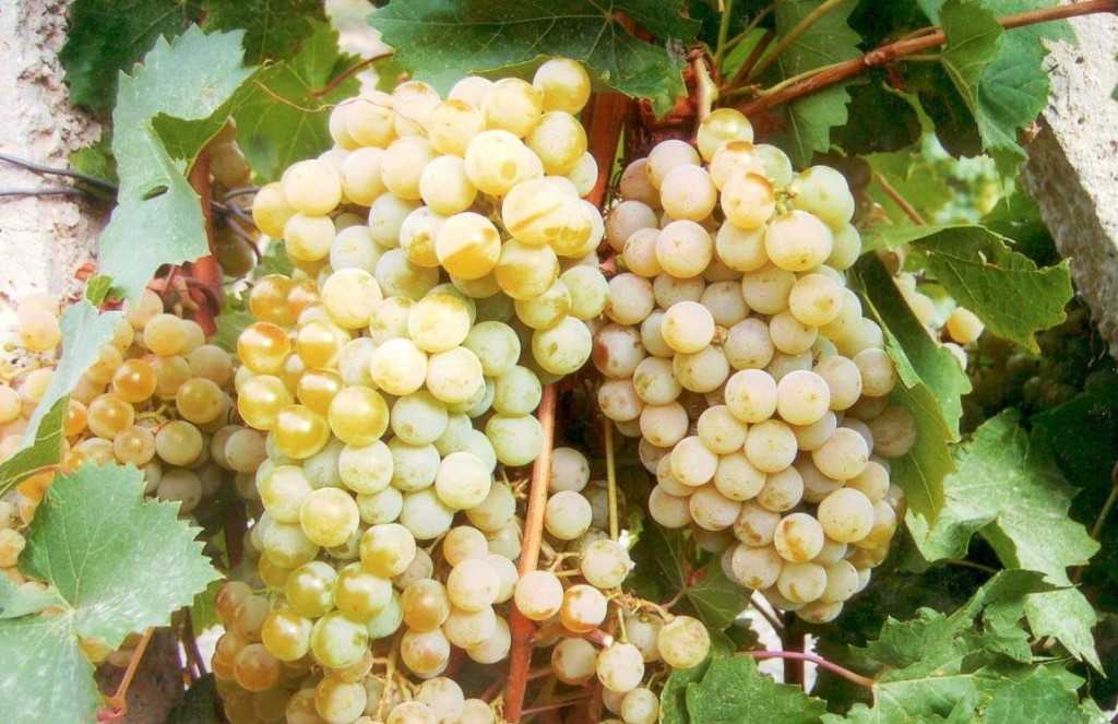 Виноград "цитронный магарача": описание сорта, выращивание и отзывы